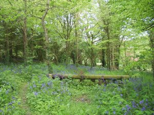 Blue Bell Wood