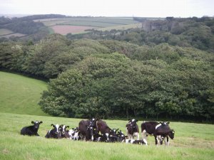 Calves at Penrose