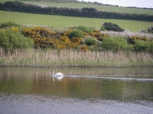 Swan on Loe Pool