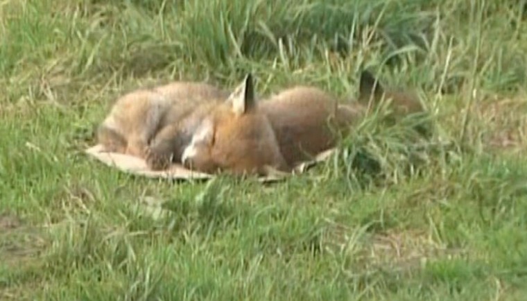 Fox cubs at Penventon